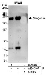 Neogenin Antibody in Immunoprecipitation (IP)