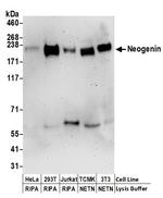 Neogenin Polyclonal Antibody