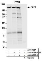 FAT1 Antibody in Immunoprecipitation (IP)