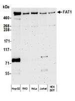 FAT1 Polyclonal Antibody