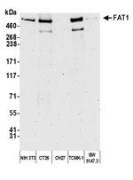FAT1 Antibody in Western Blot (WB)