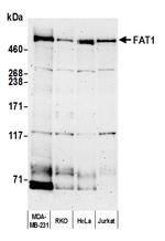 FAT1 Polyclonal Antibody
