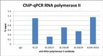 RNA Polymerase II Antibody in ChIP Assay (ChIP)