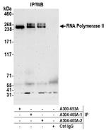RNA Polymerase II Antibody in Immunoprecipitation (IP)