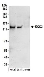 KCC3 Polyclonal Antibody