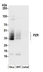 PZR Polyclonal Antibody