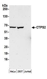 CTPS2 Polyclonal Antibody