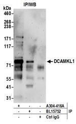 DCAMKL1 Antibody in Immunoprecipitation (IP)