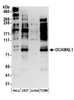 DCAMKL1 Polyclonal Antibody
