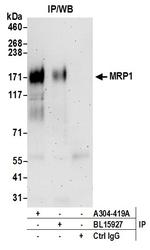 MRP1 Polyclonal Antibody
