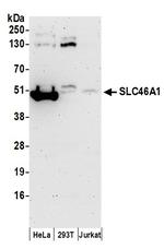 SLC46A1 Polyclonal Antibody