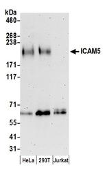 ICAM5 Polyclonal Antibody