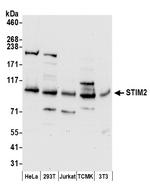STIM2 Polyclonal Antibody