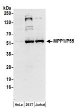 MPP1/P55 Polyclonal Antibody