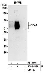 CD48 Antibody in Immunoprecipitation (IP)