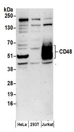 CD48 Antibody in Western Blot (WB)