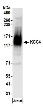 KCC4 Polyclonal Antibody