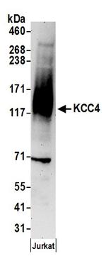 KCC4 Polyclonal Antibody