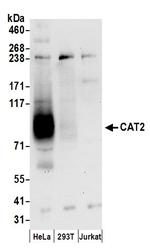 CAT2 Polyclonal Antibody
