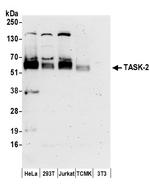 TASK-2 Polyclonal Antibody
