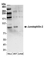 Junctophilin-2 Polyclonal Antibody