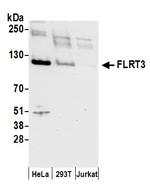FLRT3 Polyclonal Antibody