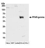 PPAR-gamma Polyclonal Antibody
