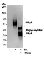 UPAR Polyclonal Antibody