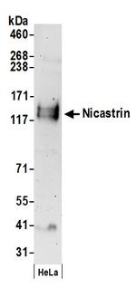 Nicastrin Polyclonal Antibody