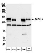 PCDH19 Antibody in Western Blot (WB)