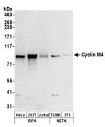 Cyclin M4 Polyclonal Antibody