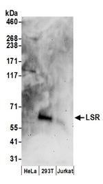 LSR Polyclonal Antibody