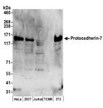 Protocadherin-7 Polyclonal Antibody
