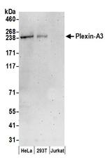 Plexin-A3 Polyclonal Antibody