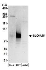 SLC6A15 Polyclonal Antibody