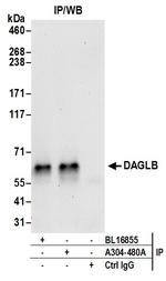 DAGLB Antibody in Immunoprecipitation (IP)