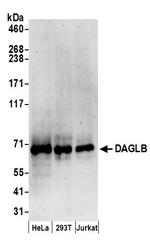 DAGLB Polyclonal Antibody