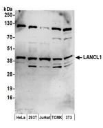 LANCL1 Polyclonal Antibody