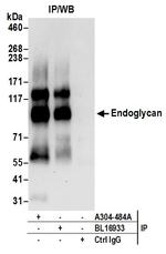 Endoglycan Antibody in Immunoprecipitation (IP)
