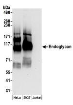 Endoglycan Polyclonal Antibody