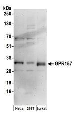 GPR157 Polyclonal Antibody