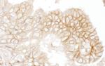 CD147 Antibody in Immunohistochemistry (Paraffin) (IHC (P))