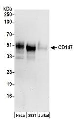 CD147 Antibody in Western Blot (WB)