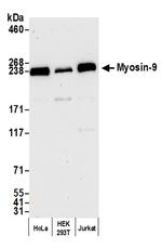 Myosin-9 Polyclonal Antibody
