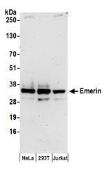Emerin Polyclonal Antibody