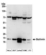 Stathmin Antibody in Western Blot (WB)