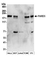PARD3 Polyclonal Antibody