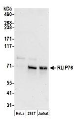 RLIP76 Polyclonal Antibody