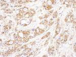P23 Polyclonal Antibody