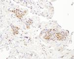 P23 Antibody in Immunohistochemistry (Paraffin) (IHC (P))